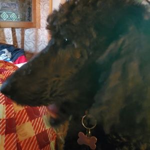 Meet your Posher, Peggy